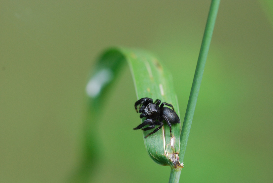 Evarcha arcuata